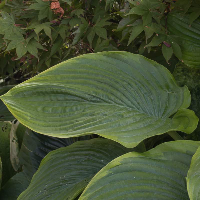 Hosta wunderbar