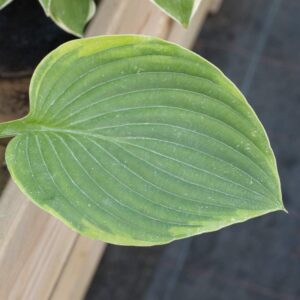 Hosta blue river