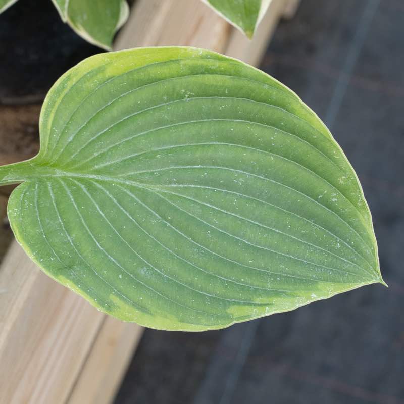Hosta blue river