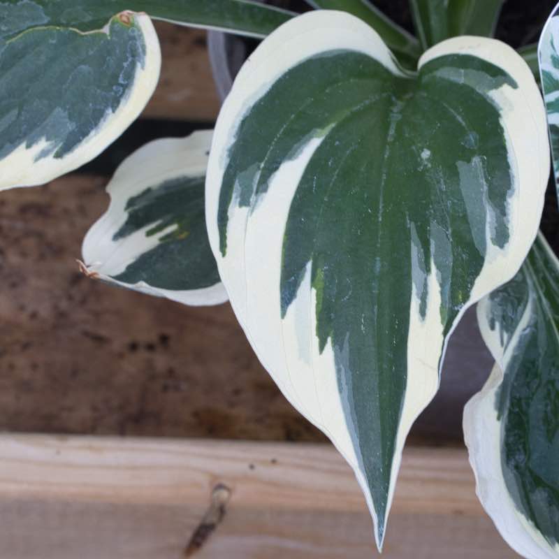 Hosta patriot