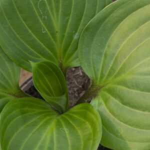 Hosta purple heart