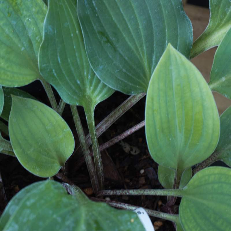 Hosta red cadet
