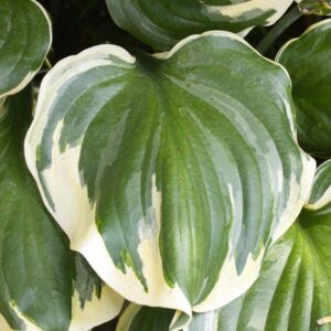 Hosta reflections