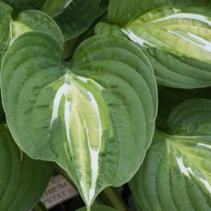 Hosta snake eyes