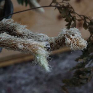 Humata tyermanii