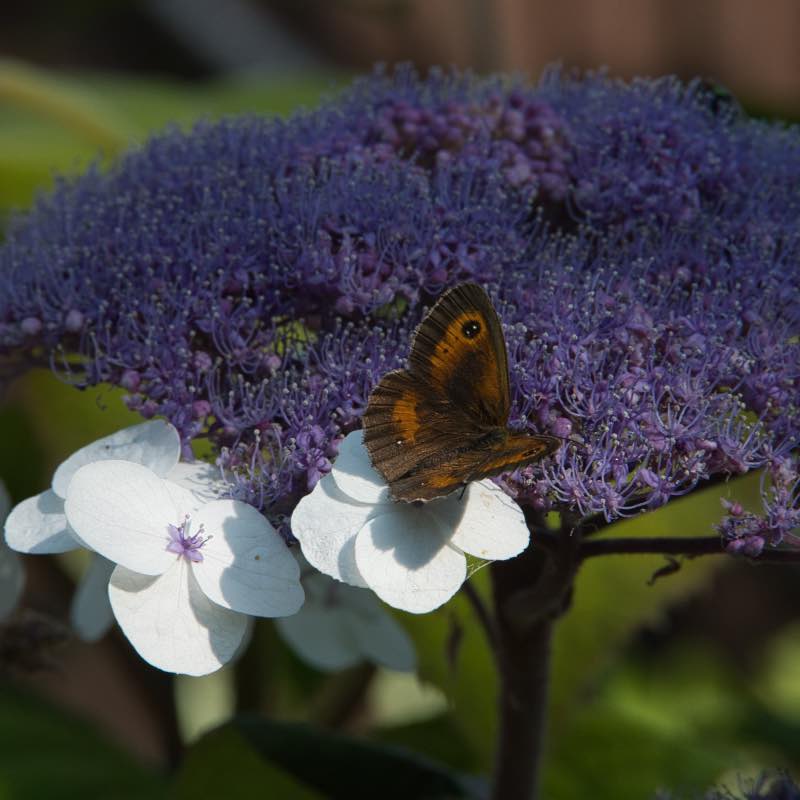 Hydrangea Gol Rush flr