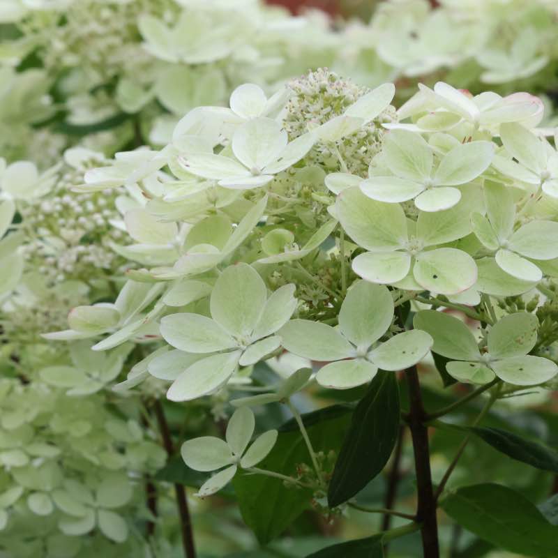 Hydrangea pastel green