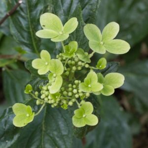 Hydrangea pastel green1
