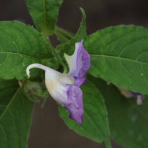 Impatiens puberula