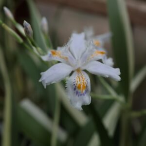 Iris tect cruella