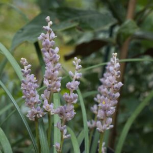 Liriope spicata