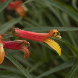 Lobelia laxiflora
