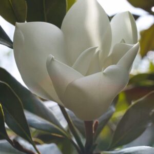 Magnolia little gem:kay paris