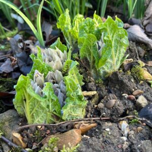 Mandrake