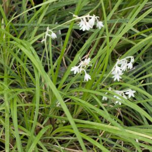 Ophiopogon formosanus