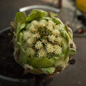 Petasites j gig