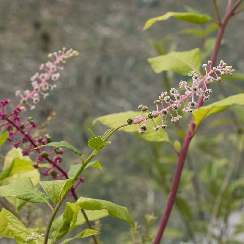 Phytolacca americana