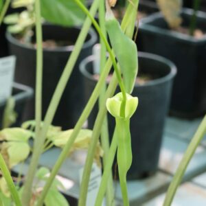 Pinellia tripartita