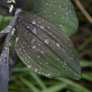 Polygonatum betburg