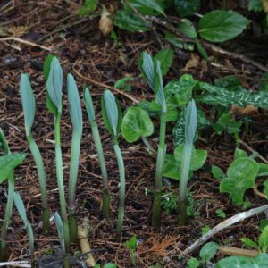Polygonatum flatmate