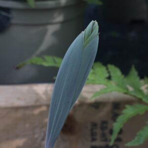 Polygonatum purple