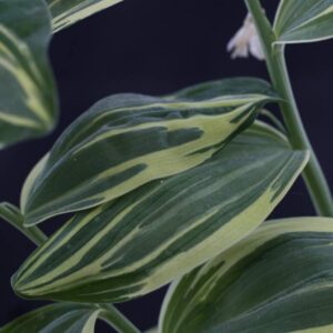 Polygonatum striatum