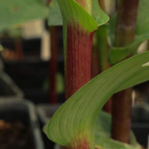 Roscoea red gurkha