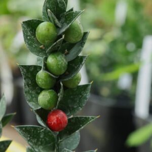 Ruscus acul