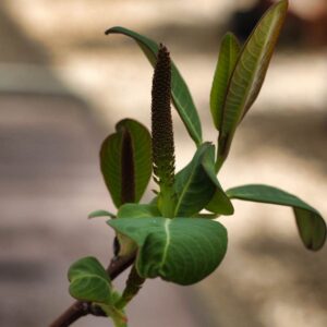 Salix magnifica