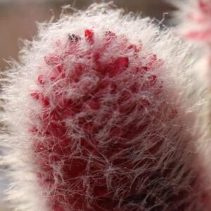 Salix Mt Aso