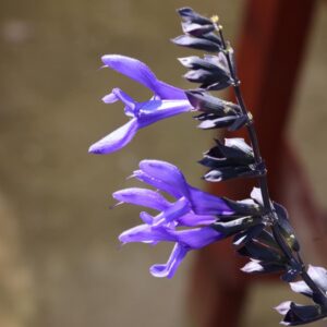 Salvia Amistad