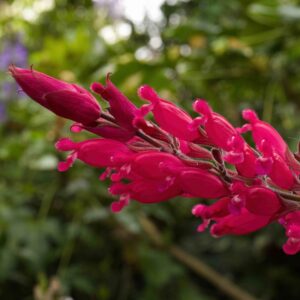 Salvia Inv Beth
