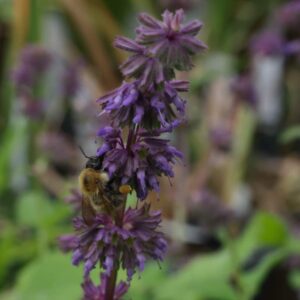 Salvia purple rain