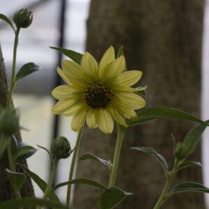 Silphium