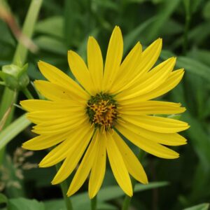 Silphium