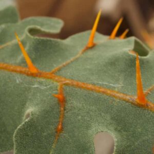 Solanum P Leaf