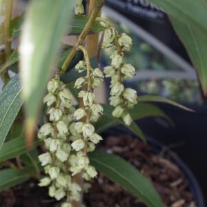 Stachyurus fairytail
