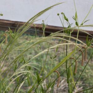 Stipa psudo