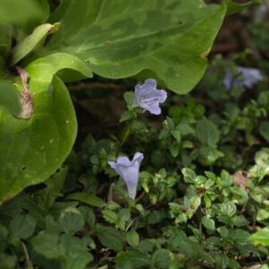 Strob rankenensis