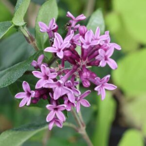 Syringia red pixie