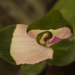 TRadescantia maidens blush