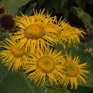 Telikia speciosa1