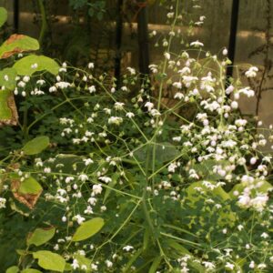 Thalictrrum D White