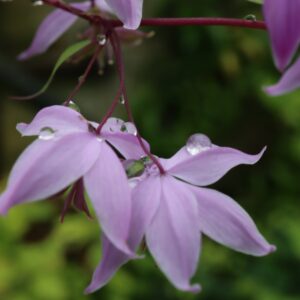 Thalictrum D