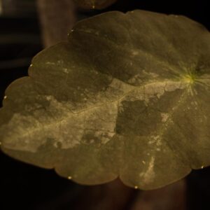 Thalictrum purple marble