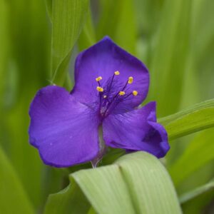 Trad purple dome