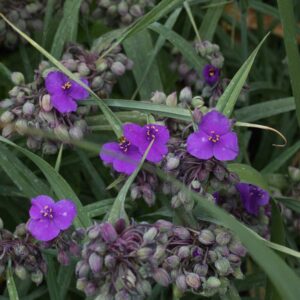 Tradescantia concorde grape