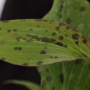 Tric lasiocarpa