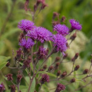 Vernonia
