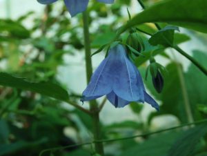 Adenophora remotiflora from Japan BSWJ10825 3lt